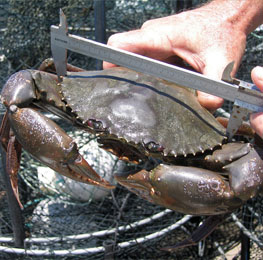 Crabs and Lobsters Farming