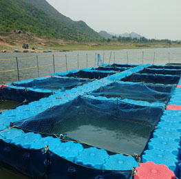 Sea Weed Farming