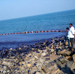 Mussel, Clam and Oyster Farming