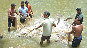 fish_farming