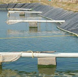 Shrimp Farming